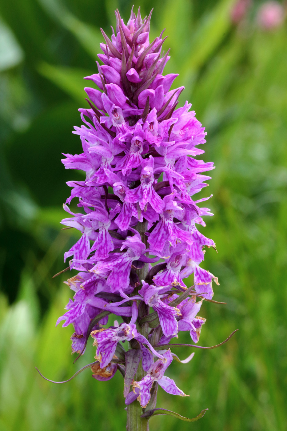 Изображение особи Dactylorhiza urvilleana.