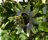 Passiflora caerulea