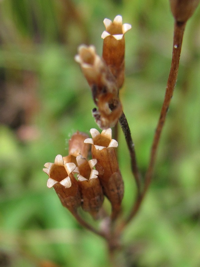 Image of Primula finmarchica specimen.
