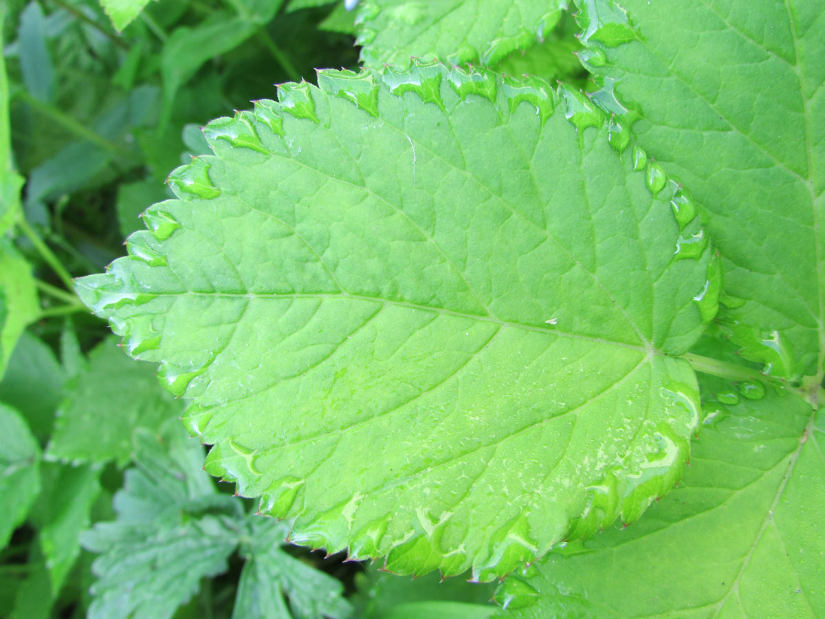 Image of Aegopodium podagraria specimen.