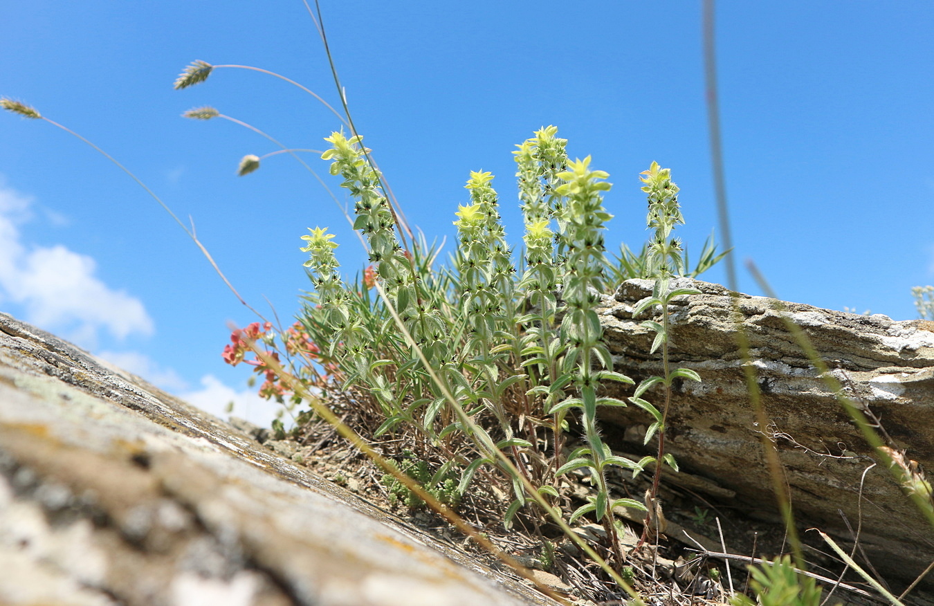 Image of Sideritis montana specimen.