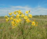 Senecio jacobaea