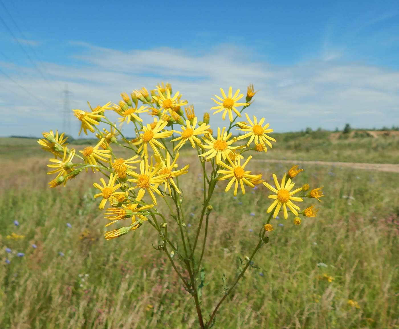 Изображение особи Senecio jacobaea.