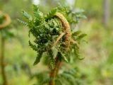 Dryopteris expansa