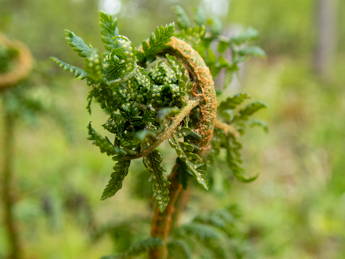 Image of Dryopteris expansa specimen.