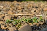 Cerastium holosteoides