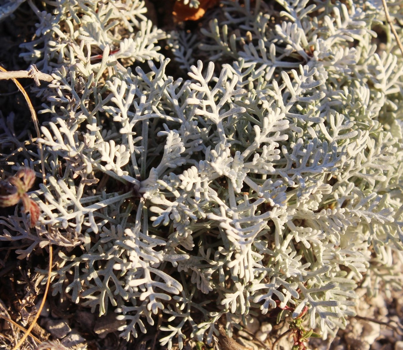 Изображение особи Artemisia hololeuca.