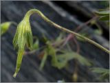 Geranium popovii