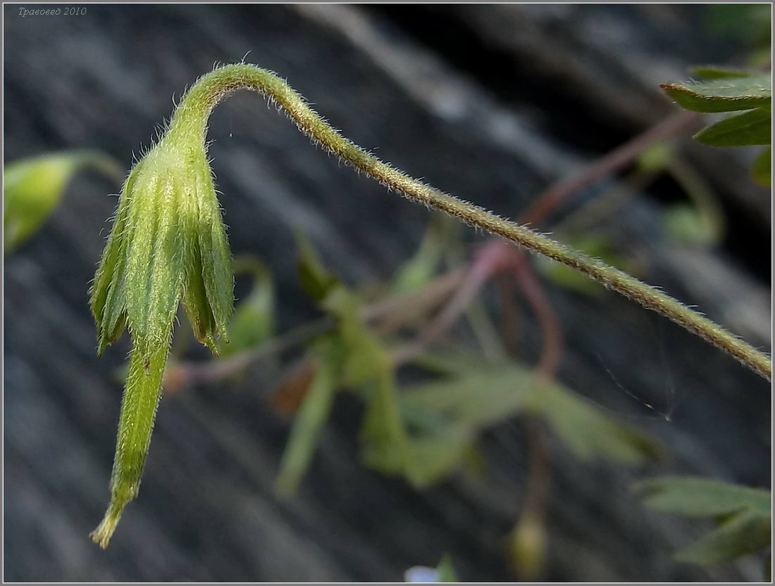 Изображение особи Geranium popovii.