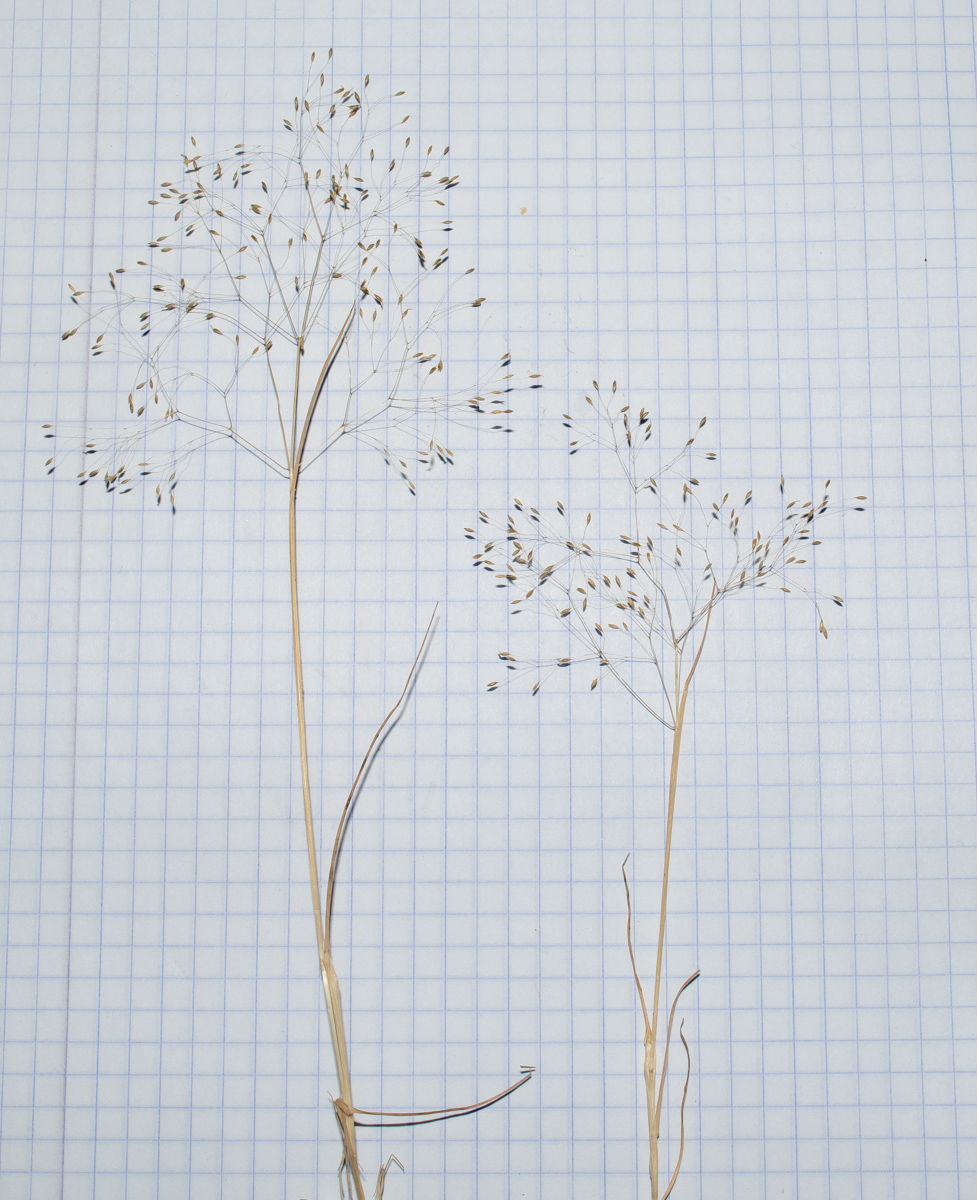 Image of Antinoria insularis specimen.