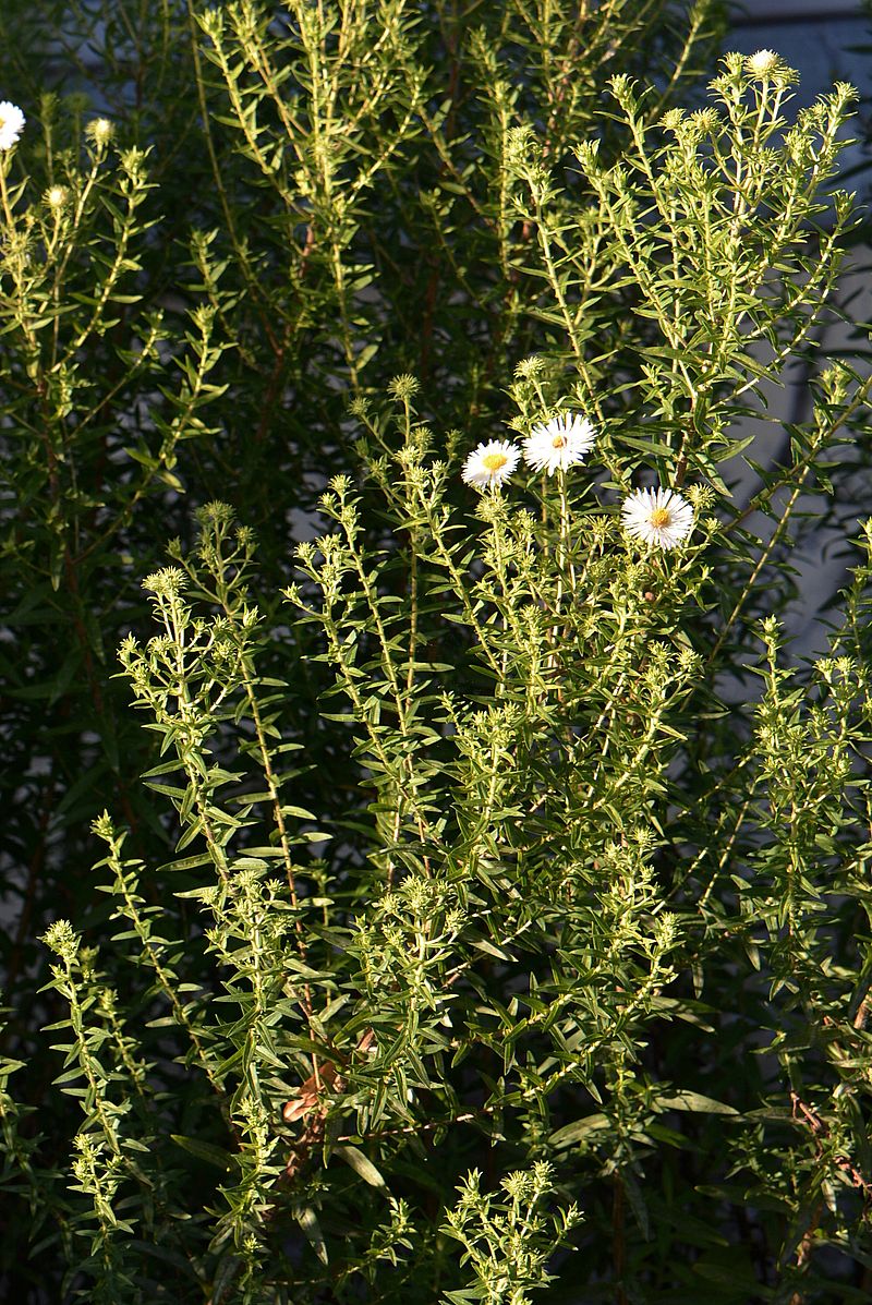 Изображение особи Symphyotrichum novae-angliae.