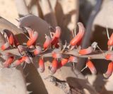 Aloe asperifolia