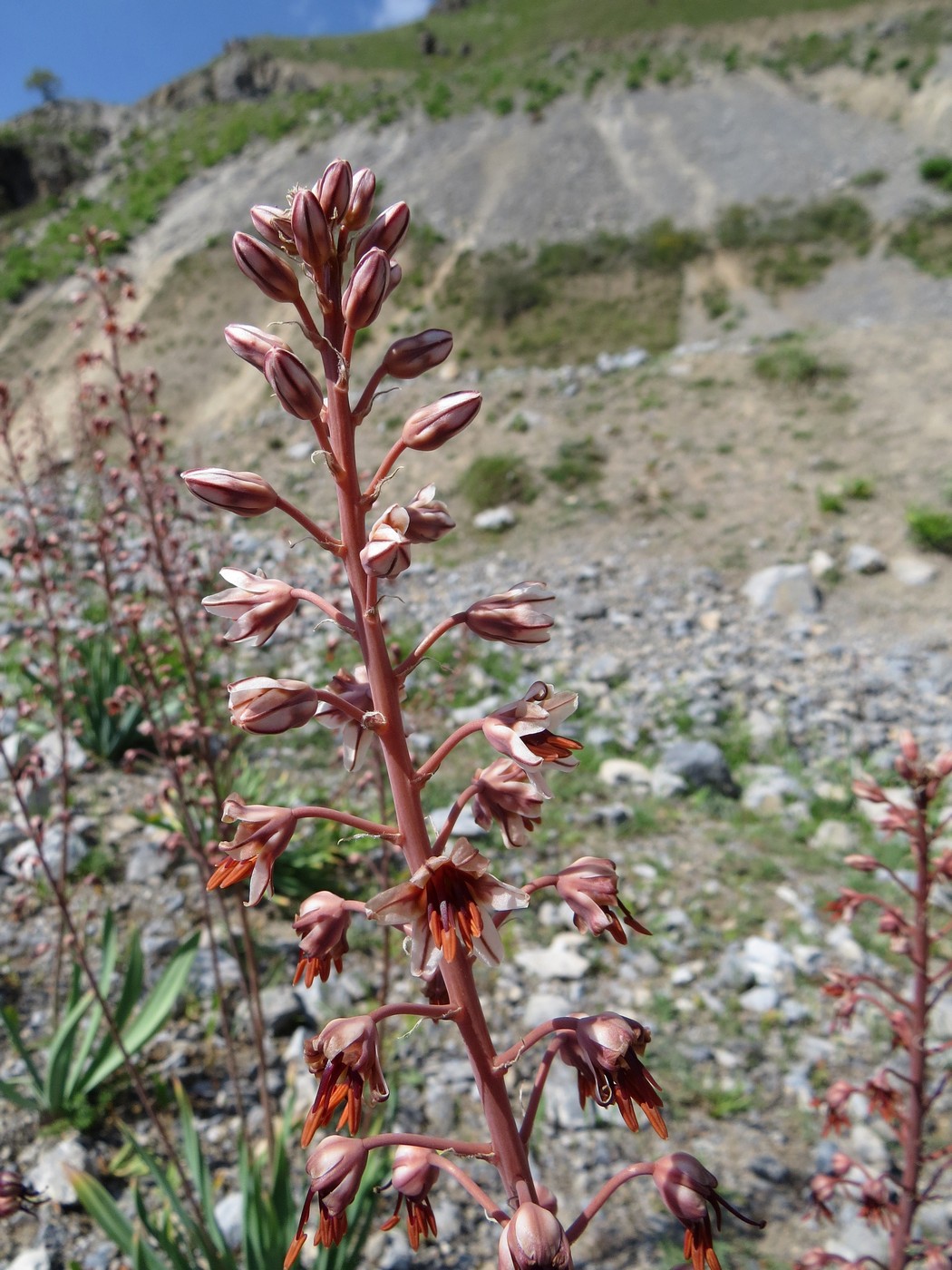 Image of Eremurus brachystemon specimen.