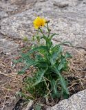 Sonchus arvensis