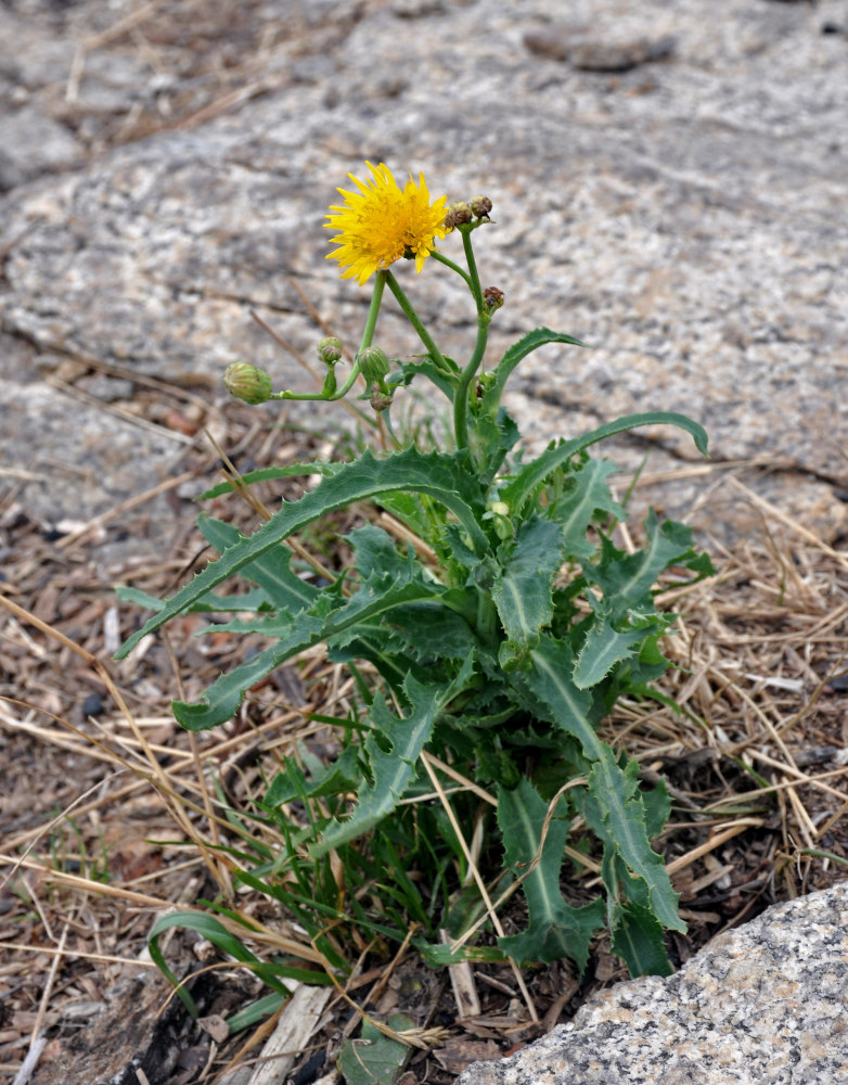 Изображение особи Sonchus arvensis.