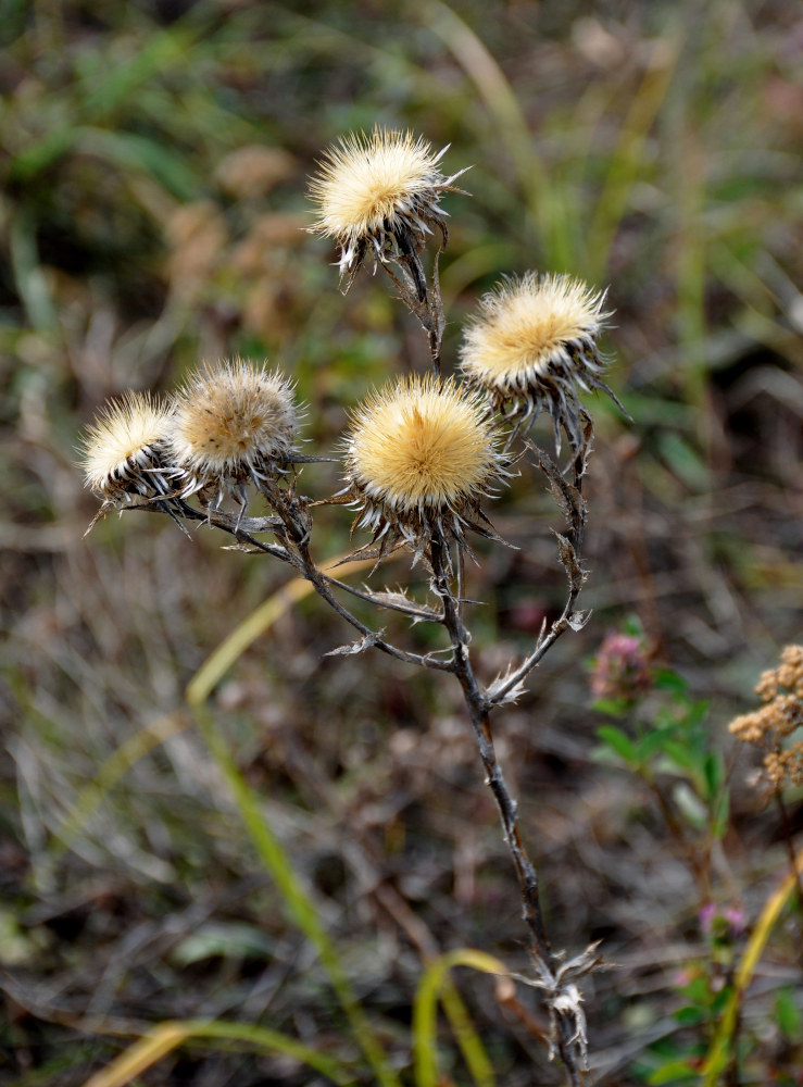 Image of Carlina biebersteinii specimen.