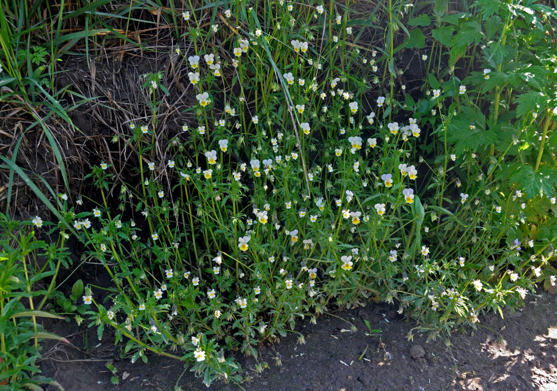 Image of Viola arvensis specimen.