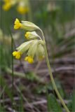 Primula veris. Верхушка побега с соцветием. Ленинградская обл., Волосовский р-н, окр. дер. Пятая Гора, суходольный разнотравно-злаковый луг у границы смешанного леса. 03.06.2020.