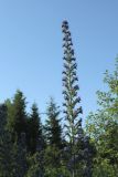 Echium vulgare. Верхушка соцветия. Ленинградская обл., Волосовский р-н, окр. дер. Пятая Гора, дорога Кюрлевскому карьеру, небольшой суходольный луг среди смешанного леса. 27.06.2020.