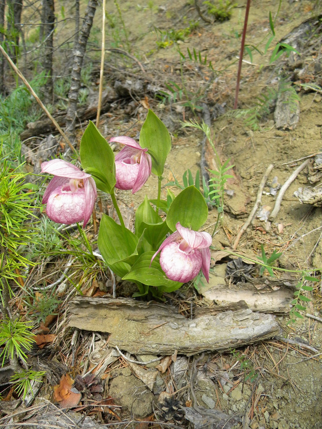 Image of Cypripedium macranthos specimen.