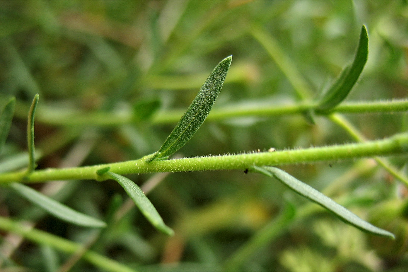 Image of Fumana arabica specimen.