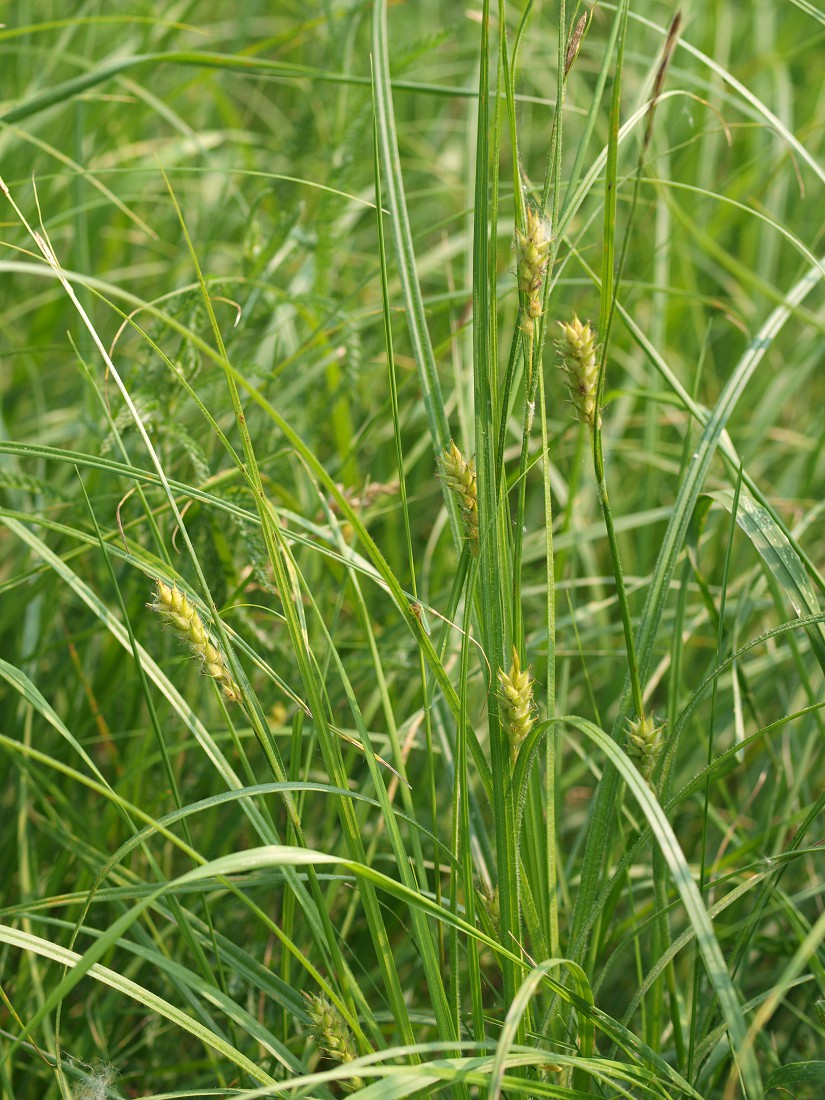 Image of Carex hirta specimen.