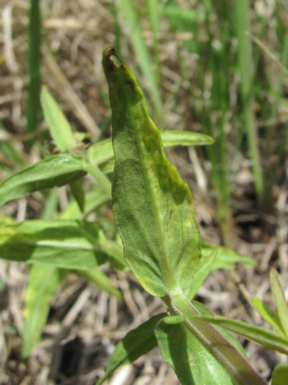 Image of Melampyrum pratense specimen.