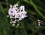 род Achillea. Соцветия. Республика Алтай, Онгудайский р-н, гора Вершина Тияхты, поляна в кедраче на высоте около 1900 м н.у.м. 29.07.2010.