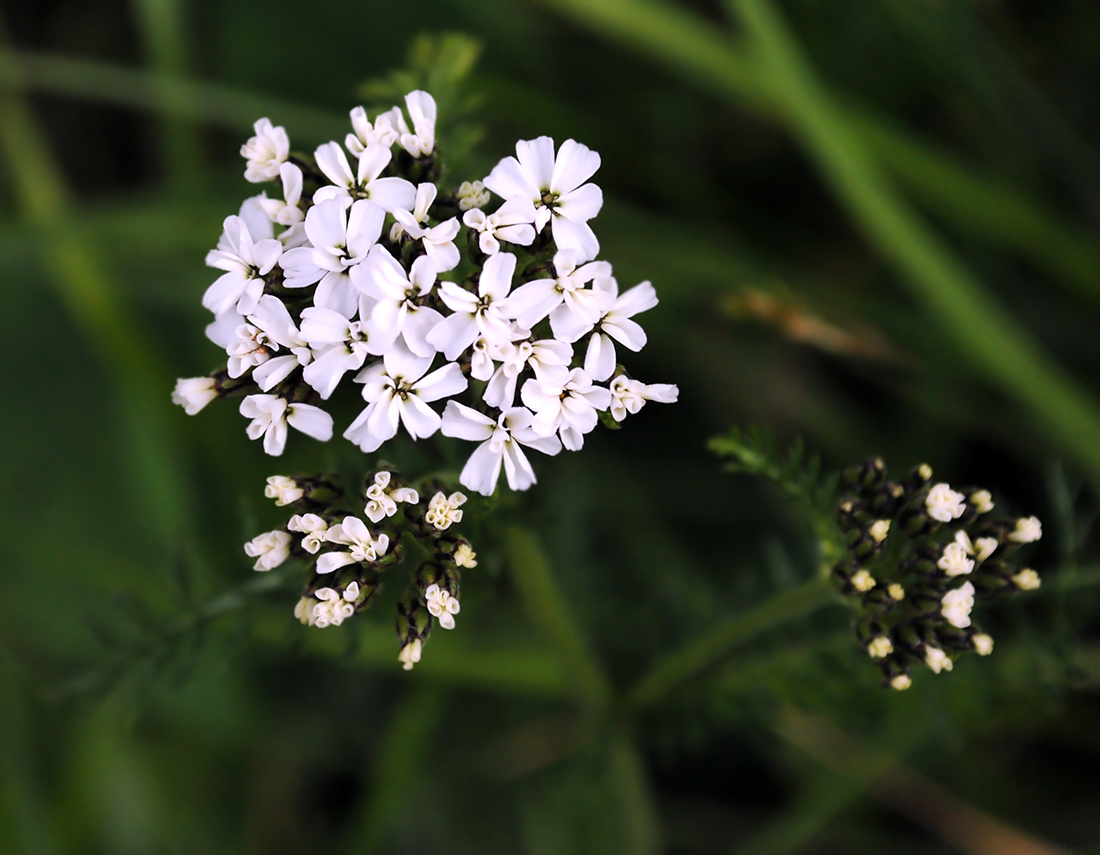 Изображение особи род Achillea.