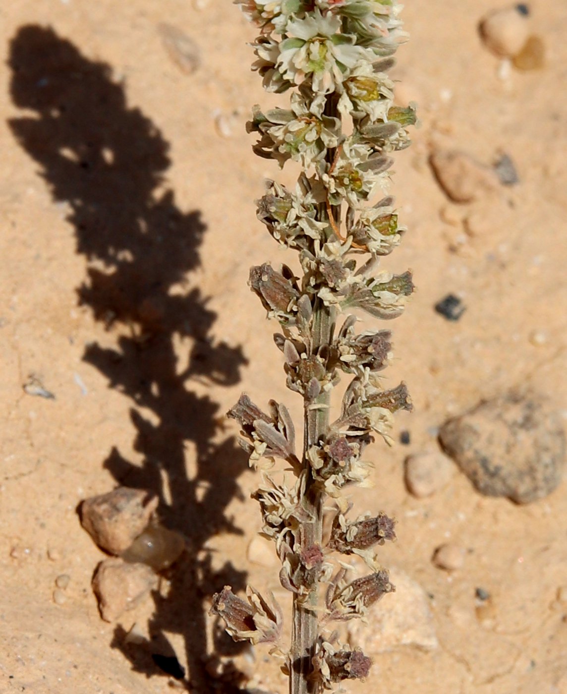 Image of Reseda alba ssp. decursiva specimen.