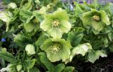 Helleborus caucasicus