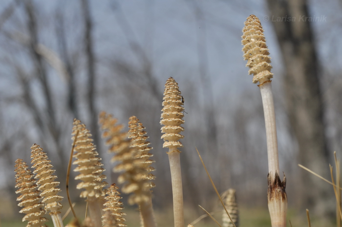 Image of Equisetum arvense specimen.