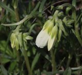 Onosma simplicissima