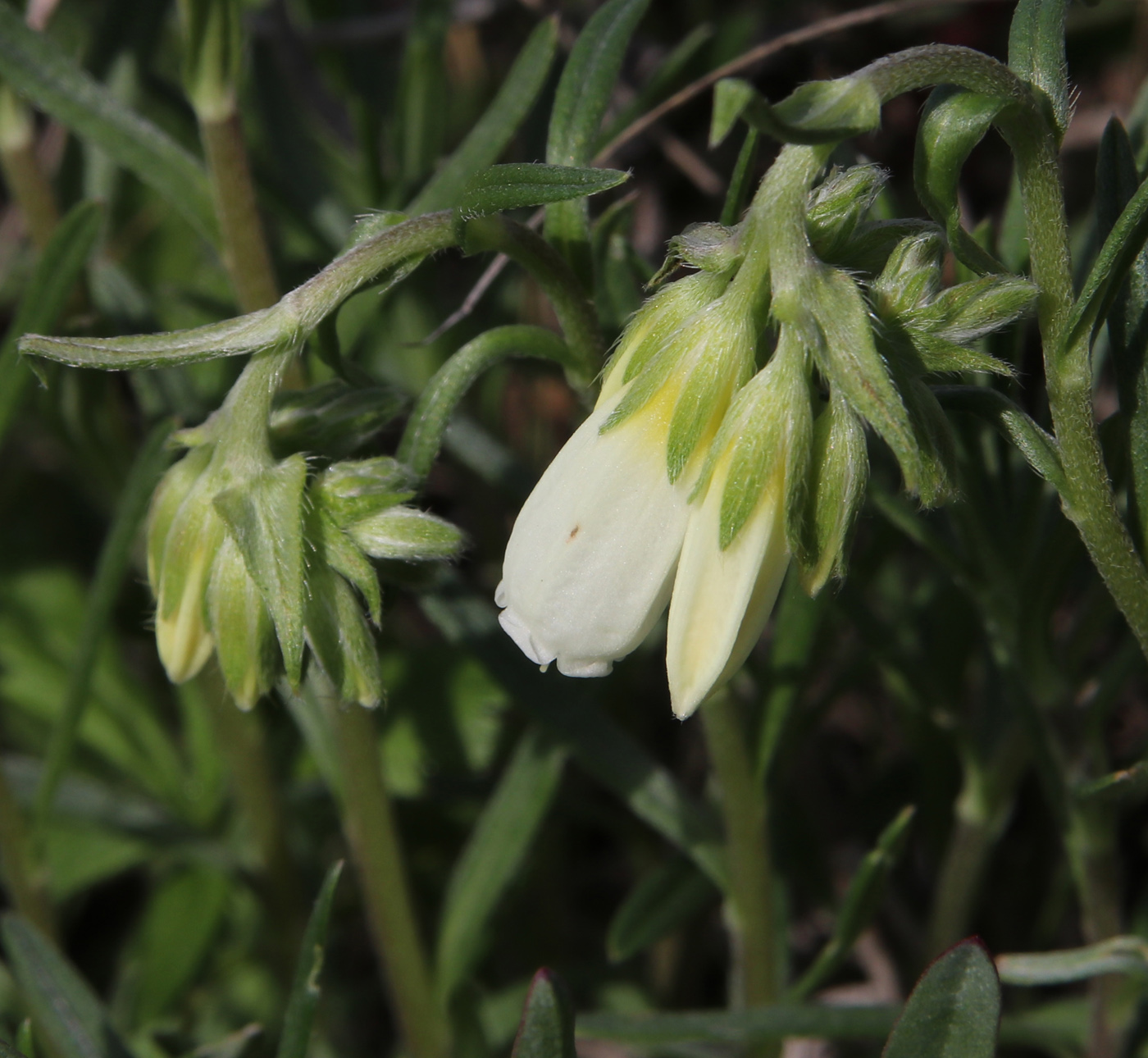 Image of Onosma simplicissima specimen.