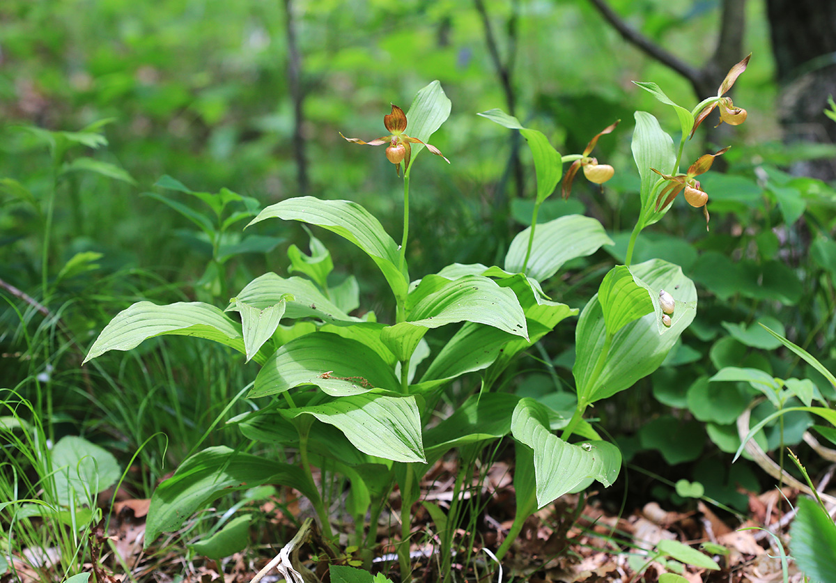 Image of Cypripedium shanxiense specimen.
