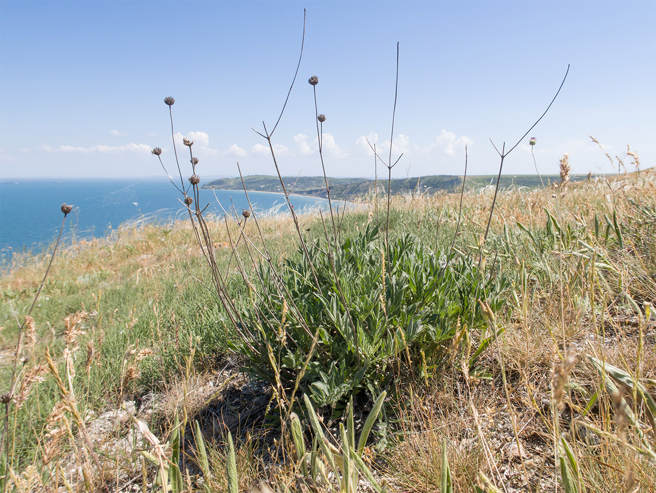 Изображение особи Cephalaria uralensis.