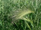 Hordeum jubatum