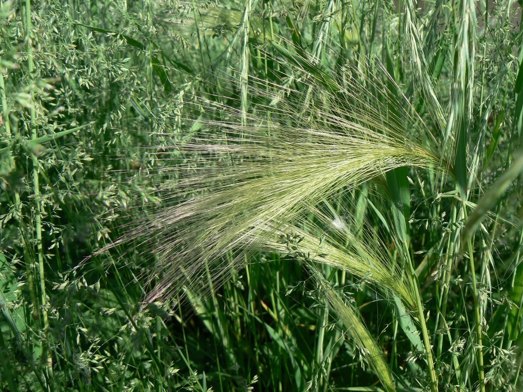 Image of Hordeum jubatum specimen.