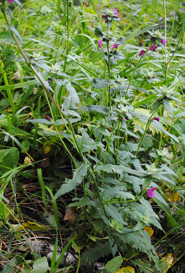 Изображение особи Pedicularis resupinata.