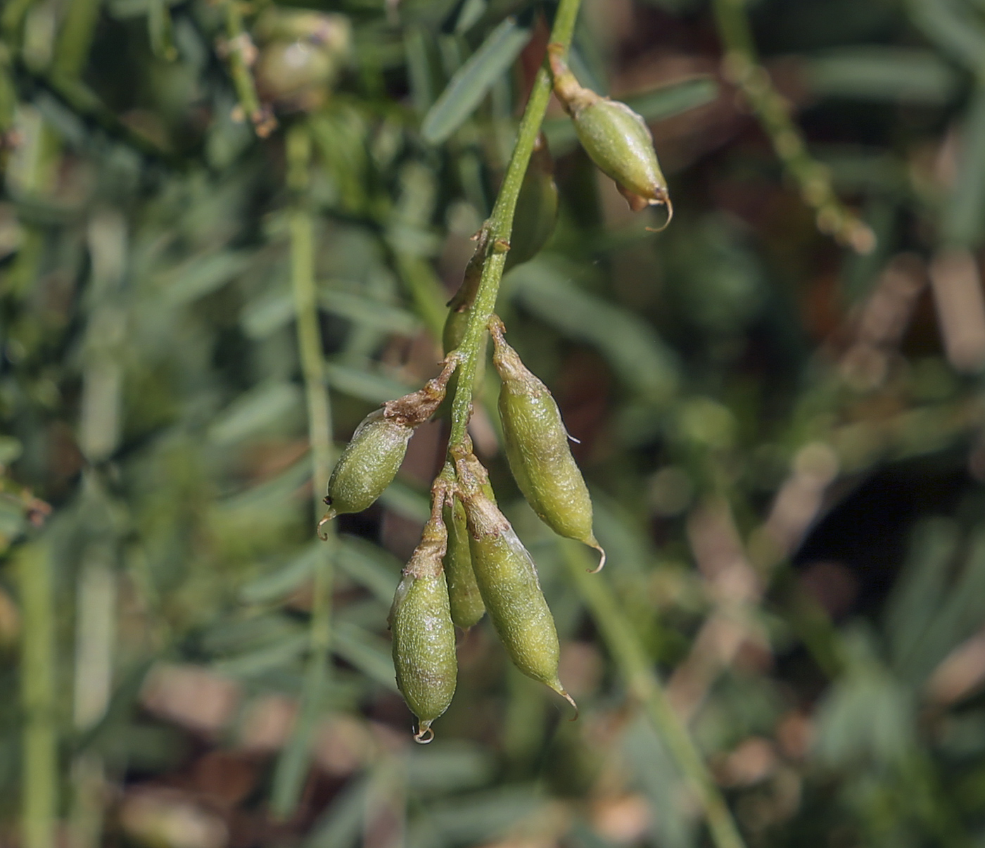 Image of Astragalus silvisteppaceus specimen.