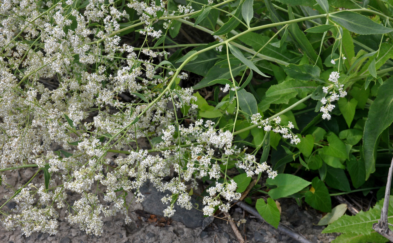 Изображение особи Lepidium latifolium.