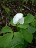 Anemone udensis. Цветок и части листьев. Хабаровский край, р-н им. Лазо, Соколовка, место сбора орляка. 25.05.2014.