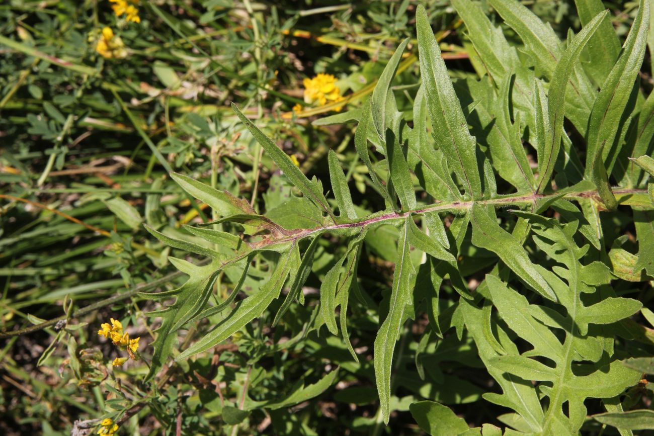 Image of Centaurea scabiosa specimen.