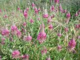 Trifolium purpureum. Верхушки цветущих растений. Греция, Халкидики. 15.05.2008.