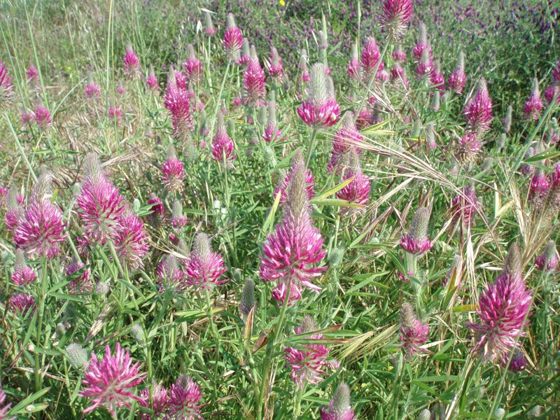 Изображение особи Trifolium purpureum.