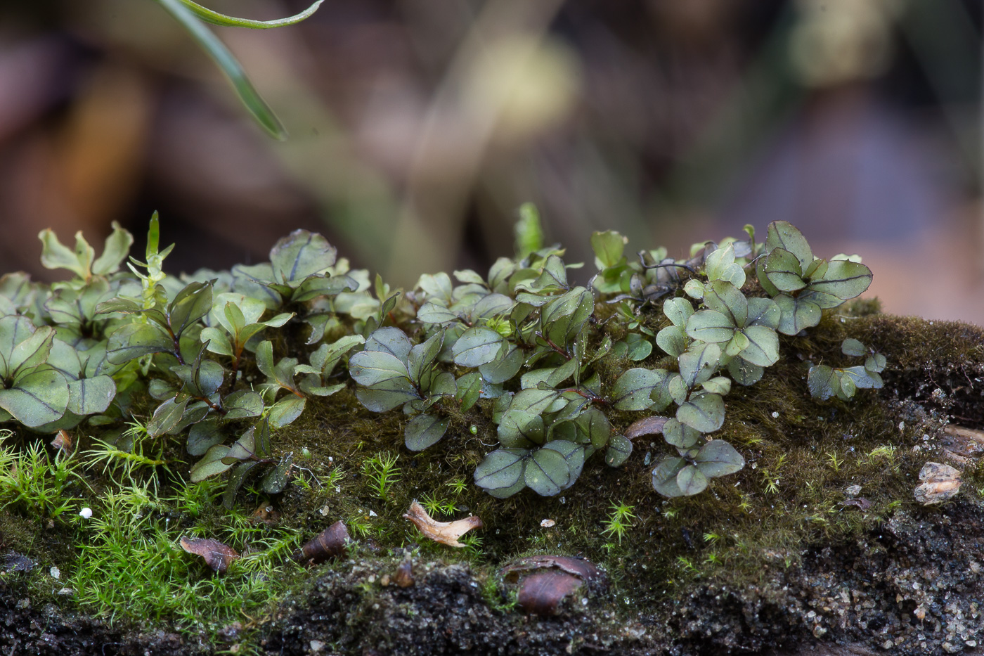 Image of genus Rhizomnium specimen.