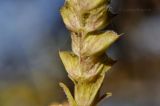 Elsholtzia pseudocristata