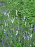 Delphinium ajacis