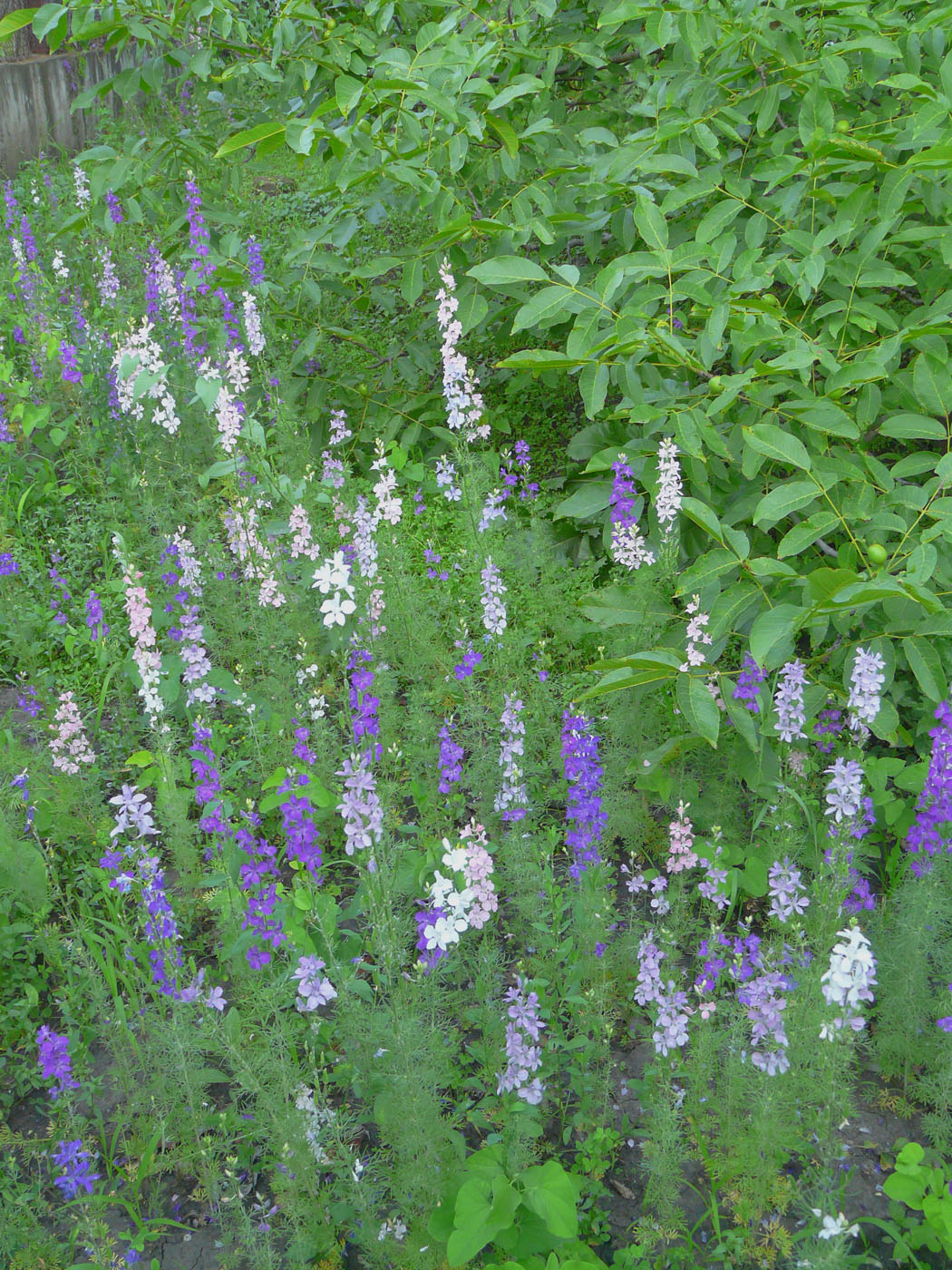 Image of Delphinium ajacis specimen.