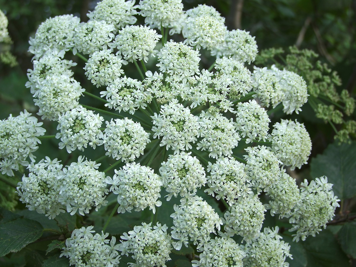 Image of Heracleum dissectum specimen.